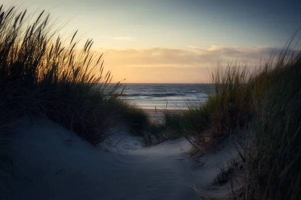 Пляж Покрытый Зеленой Травой Песком Время Восхода Солнца Утром — стоковое фото