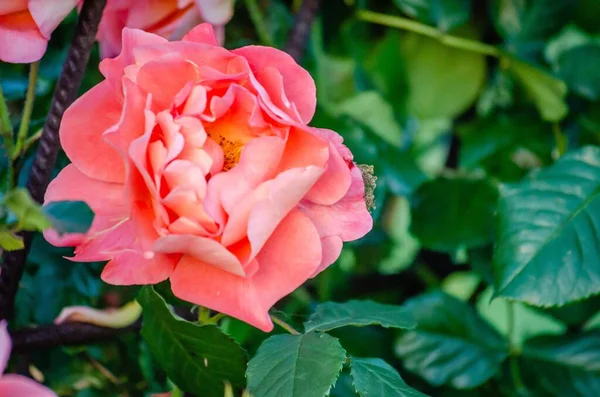 一朵粉色玫瑰的特写 长在花园的绿树上 — 图库照片