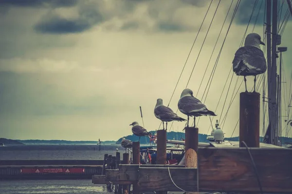 Row Seagulls Resting Poles Coastline Seascape Clouds Background — Stock Photo, Image
