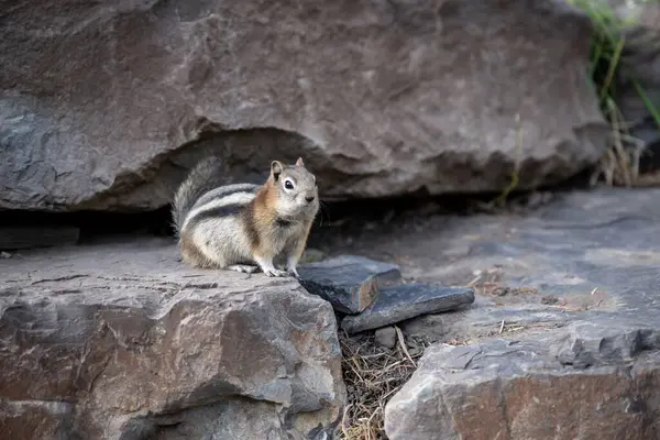 Ein Malerischer Blick Auf Ein Entzückendes Streifenhörnchen Aus Colorado Das — Stockfoto