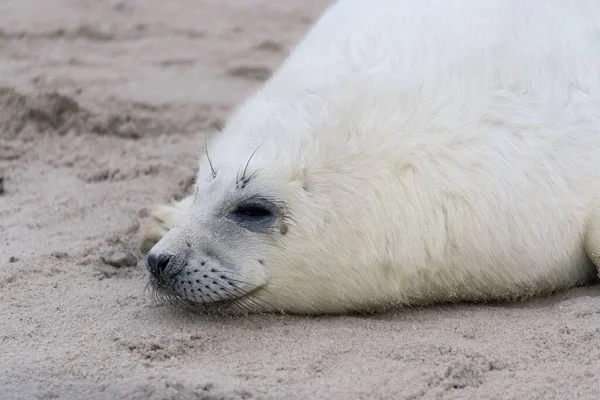 Крупный План Очаровательного Пухлого Серого Тюленя Лежащего Отдыхающего Песчаном Пляже — стоковое фото