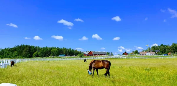 Widok Pięknych Koni Zielonym Polu Świeżą Trawą Pod Błękitnym Niebem — Zdjęcie stockowe