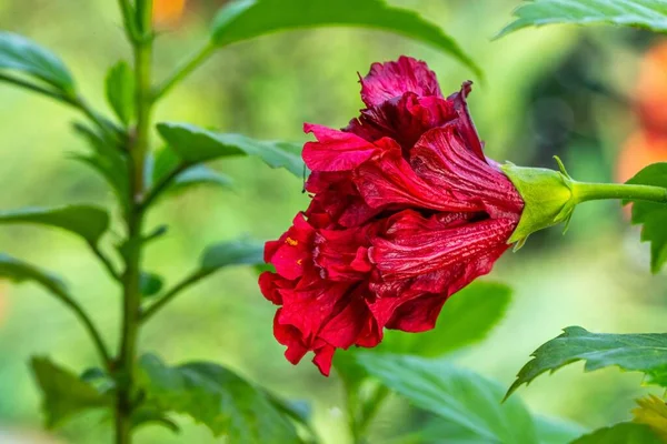 Nahaufnahme Einer Roten Hibiskusblüte Die Einem Garten Wächst — Stockfoto