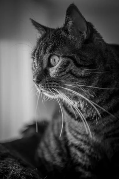 Egy Függőleges Szürkeárnyalatú Felvétel Egy Komoly Kóbor Macskáról — Stock Fotó