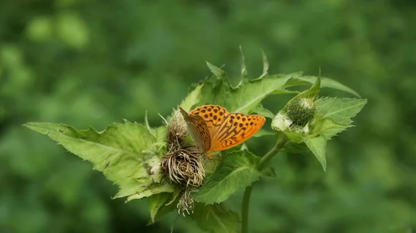 Красива Метелик Рослині — стокове фото