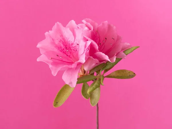 Pink Azalea Flower Pink Background — Stock Photo, Image