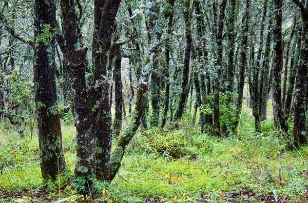 Přírodní Krajina Lese — Stock fotografie