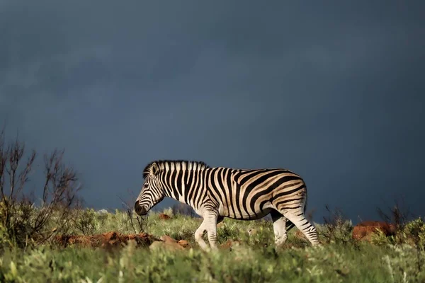 Ein Einzelnes Zebra Afrikanischen Ebenen Einem Bewölkten Stürmischen Tag — Stockfoto