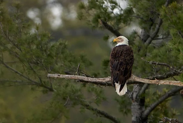 Scenic View Bald Eagle Standing Branch Tree Wild — Stock Photo, Image