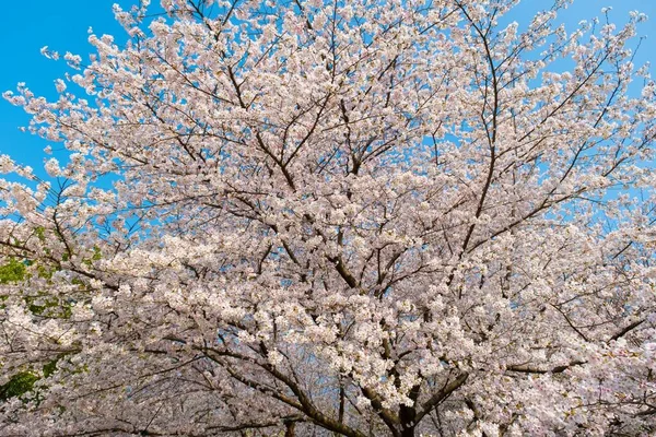 East Lake Cherry Blossom Park Zwany Również Wuhan Moshan Cherry — Zdjęcie stockowe