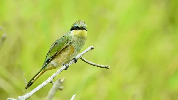 Petit Oiseau Vert Assis Sur Une Branche Dans Nature Gros — Photo