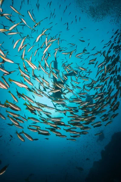Enorme Grupo Peixes Anchova Nadando Mar Azul Profundo Com Uma — Fotografia de Stock
