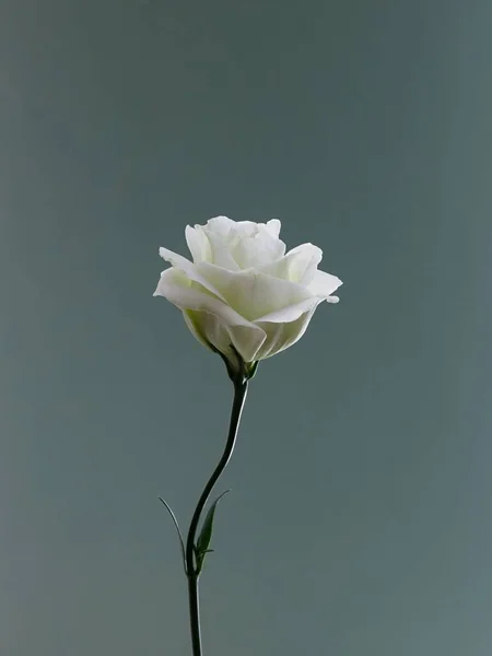 Tiro Vertical Uma Flor Lisianthus Branco Com Folhas Verdes Isoladas — Fotografia de Stock