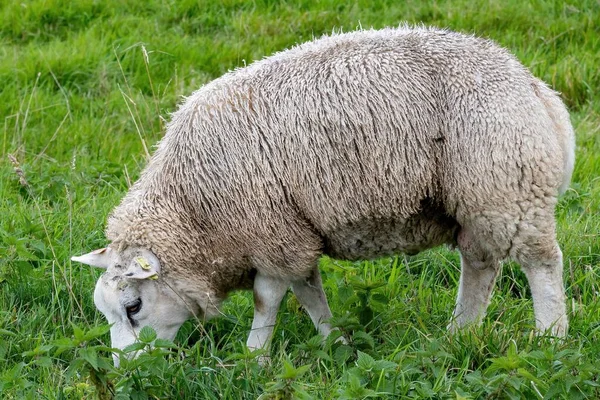 田舎の牧草地でのふわふわの羊の放牧のクローズアップショット — ストック写真