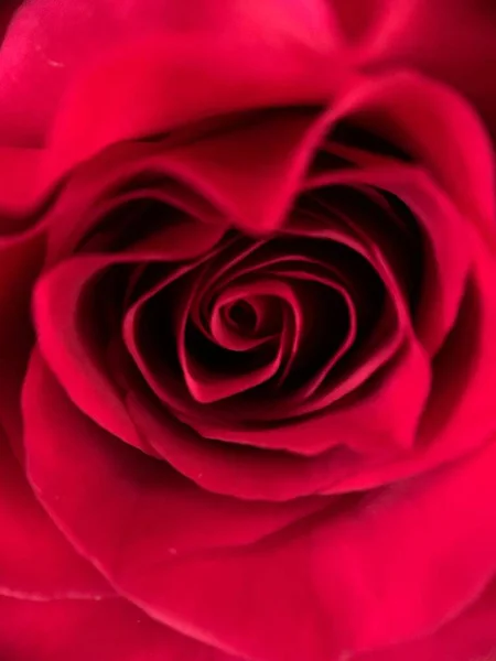 Крупный План Свежей Ярко Красной Розы Размытом Фоне — стоковое фото
