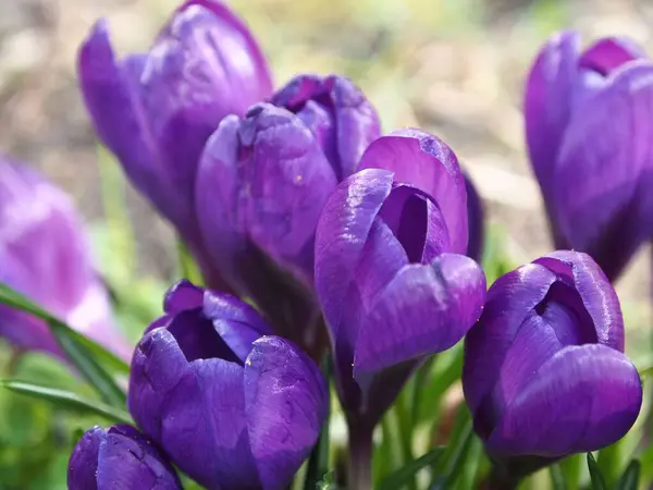 Eine Nahaufnahme Schöner Violetter Blumen Die Freier Wildbahn Blühen — Stockfoto