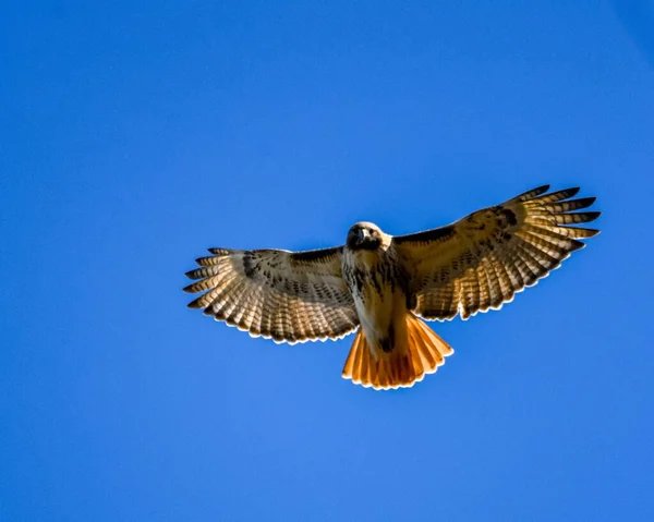 Eine Flache Aufnahme Eines Rotschwanzfalken Auf Blauem Himmelshintergrund — Stockfoto
