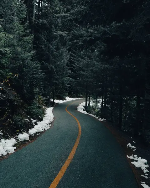 緑の松の間のアスファルトの道路の垂直ショット — ストック写真