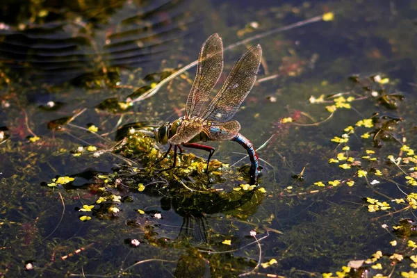 Doğadaki Bir Havuzda Bir Çiçeğin Üzerinde Oturan Bir Yusufçuğa Yakın — Stok fotoğraf