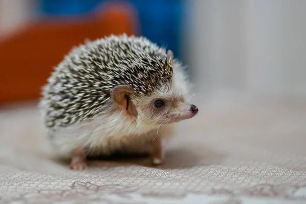 Closeup Cute Tiny Hedgehog Sitting Bedding Blurred Background — Stock Photo, Image