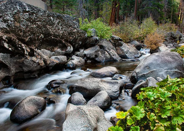 Närbild Vacker Flod Som Flyter Skogen Usa — Stockfoto