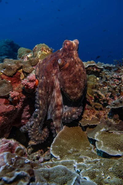 바다에서 산호초 헤엄치고 문어의 — 스톡 사진