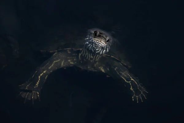 Водная Черепаха Плавает Воде — стоковое фото