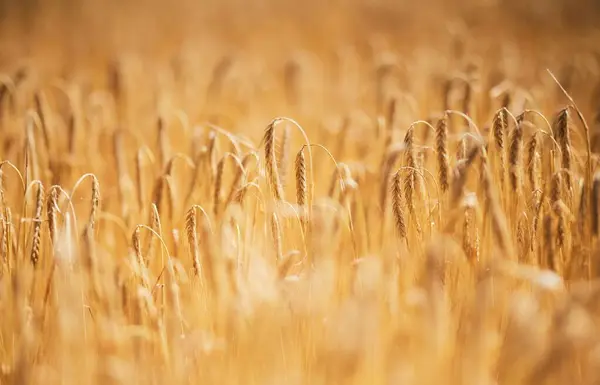 Krásný Výhled Pšeničné Pole Pokryté Večerním Sluncem Ideální Pro Použití — Stock fotografie