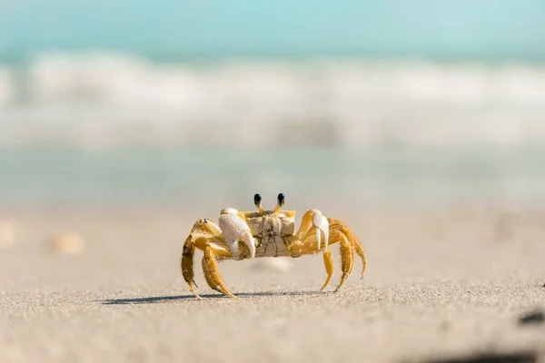 Zbliżenie Zdjęcie Żółtego Kraba Plaży Słonecznej Pogodzie Rozmytym Tle — Zdjęcie stockowe