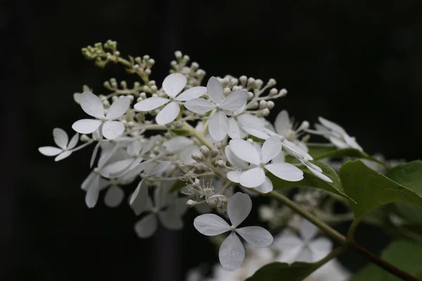 Een Close Shot Van Een Delicate Witte Panicled Hortensia Hordrangea — Stockfoto