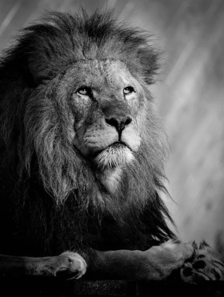 Μια Επιλεκτική Ενός Ισχυρού Λιονταριού Που Αναπαύεται Στο Έδαφος — Φωτογραφία Αρχείου