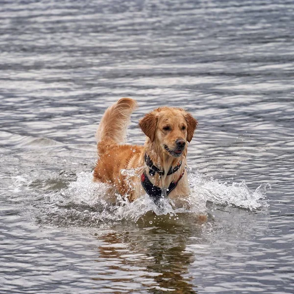 Vertical Shot Cute Golden Retriever Running Playing Water Seashore — Stock Photo, Image
