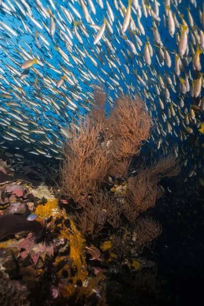 Une Vue Des Poissons Entourés Récifs Coralliens Mous Durs Lors — Photo