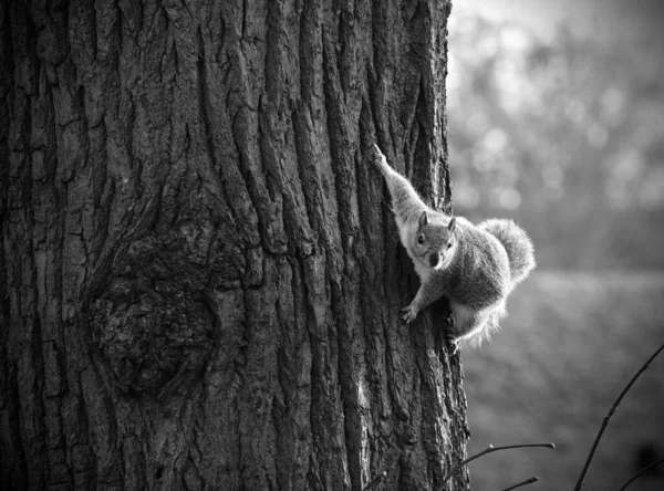 Graustufen Eines Eichhörnchens Einem Park — Stockfoto