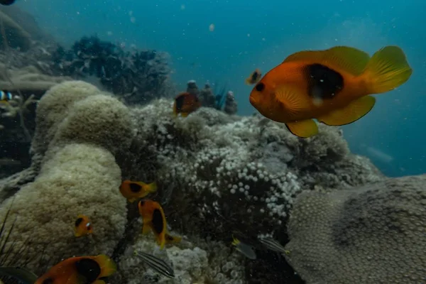 Крупный План Рыбы Клоуна Плавающей Глубоком Синем Море Над Рифовыми — стоковое фото