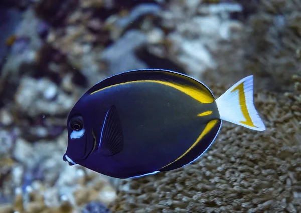Sebuah Gambar Closeup Dari Ikan Dori Berenang Laut Biru Tua — Stok Foto