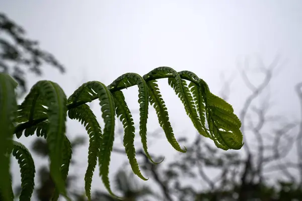 在雾蒙蒙的天气里 一只蕨类的特写镜头 — 图库照片