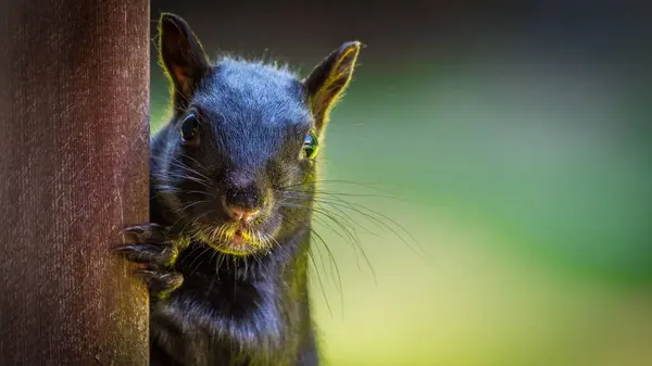 귀엽고 귀여운 다람쥐의 — 스톡 사진