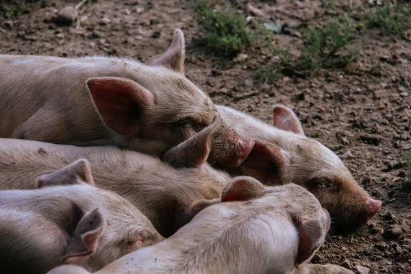 Крупный План Группы Свиней Спящих Аббатстве Куарр Острове Уайт Англия — стоковое фото