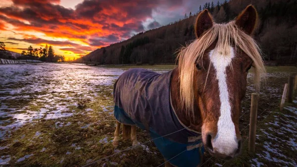 Seekor Kuda Nordland Belakang Pagar Taman Saat Matahari Terbenam Musim — Stok Foto