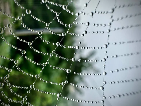 Una Macro Toma Una Tela Araña Húmeda — Foto de Stock
