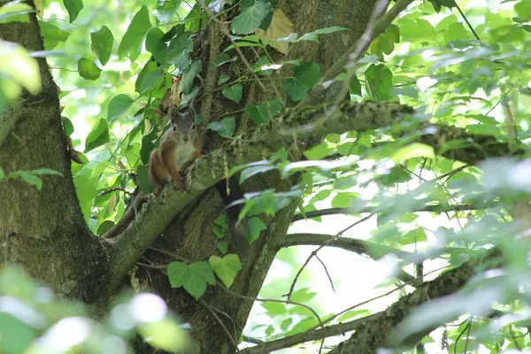 Esquilo Sentado Árvore Rodeado Por Folhas Verdes — Fotografia de Stock