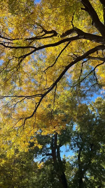 Vertikální Záběr Podzimního Stromu Washington Parku Denver Usa — Stock fotografie