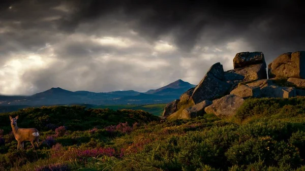 Jelen Evropský Stojící Hoře Three Rock Dramatickou Oblohou Pozadí Irsko — Stock fotografie