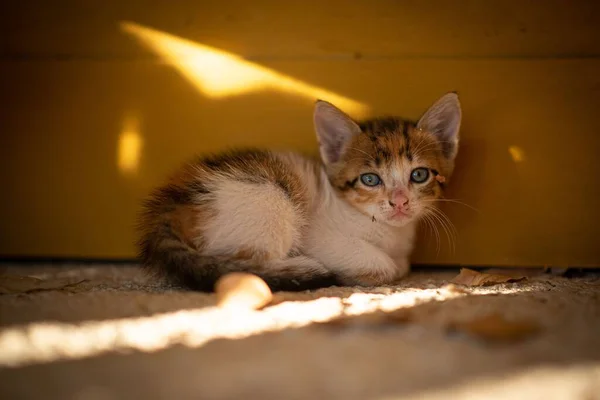 Kameraya Bakan Yeşil Gözlü Küçük Bir Kedi Yavrusu — Stok fotoğraf