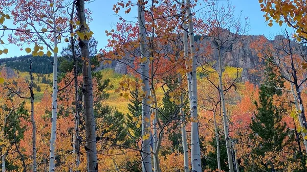 Una Vista Naturale Della Foresta Autunnale Dell Abisso Colorado Usa — Foto Stock