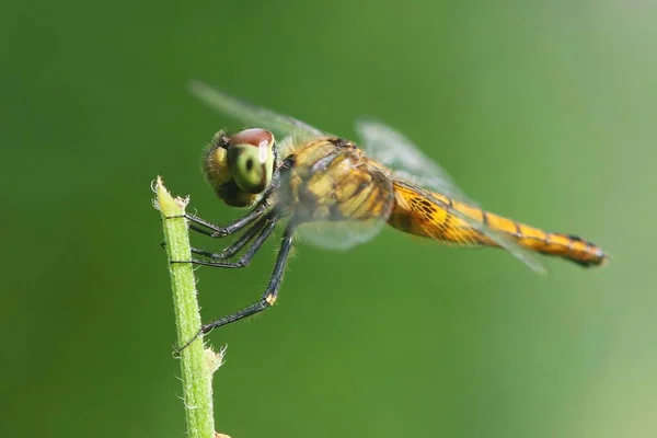 Macro Shot Dragonfly Plant Green Background — Stock Photo, Image