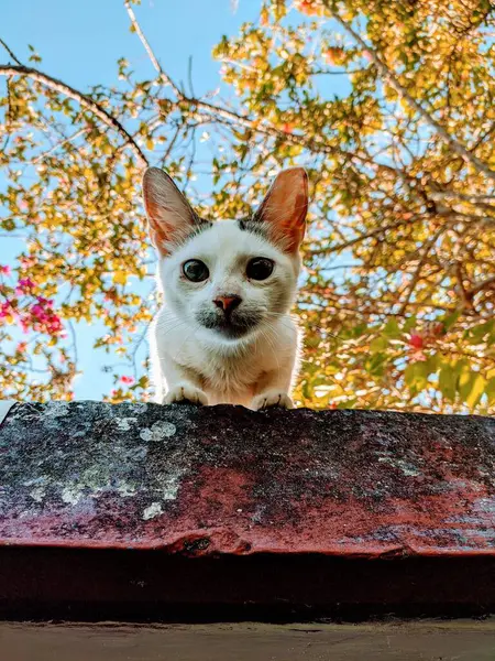 Ein Schöner Blick Auf Eine Katze Garten — Stockfoto