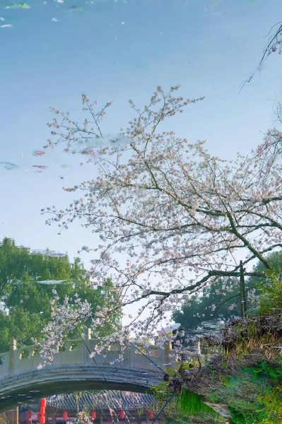 East Lake Cherry Blossom Park Also Called Wuhan Moshan Cherry — Stock Photo, Image