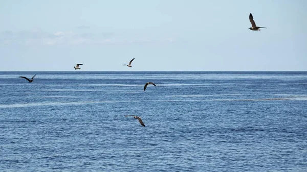 Schöne Aufnahme Einer Schar Wasservögel Die Über Blaues Meerwasser Fliegen — Stockfoto
